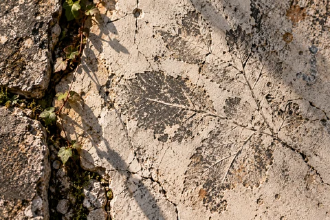 Empreinte d’une feuille dans une surface minérale, près de végétation et de fissures.