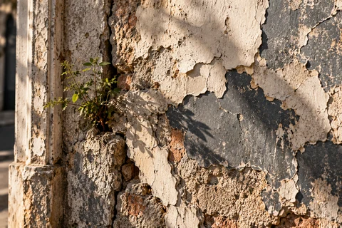 Mur aux enduits écaillés et surfaces usées, avec quelques plantes dans les fissures.